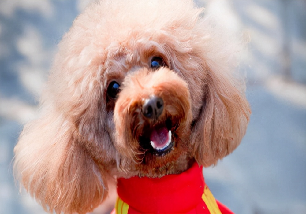 泰迪狗来月经几天能配狗,有宠物狗来家怎么办