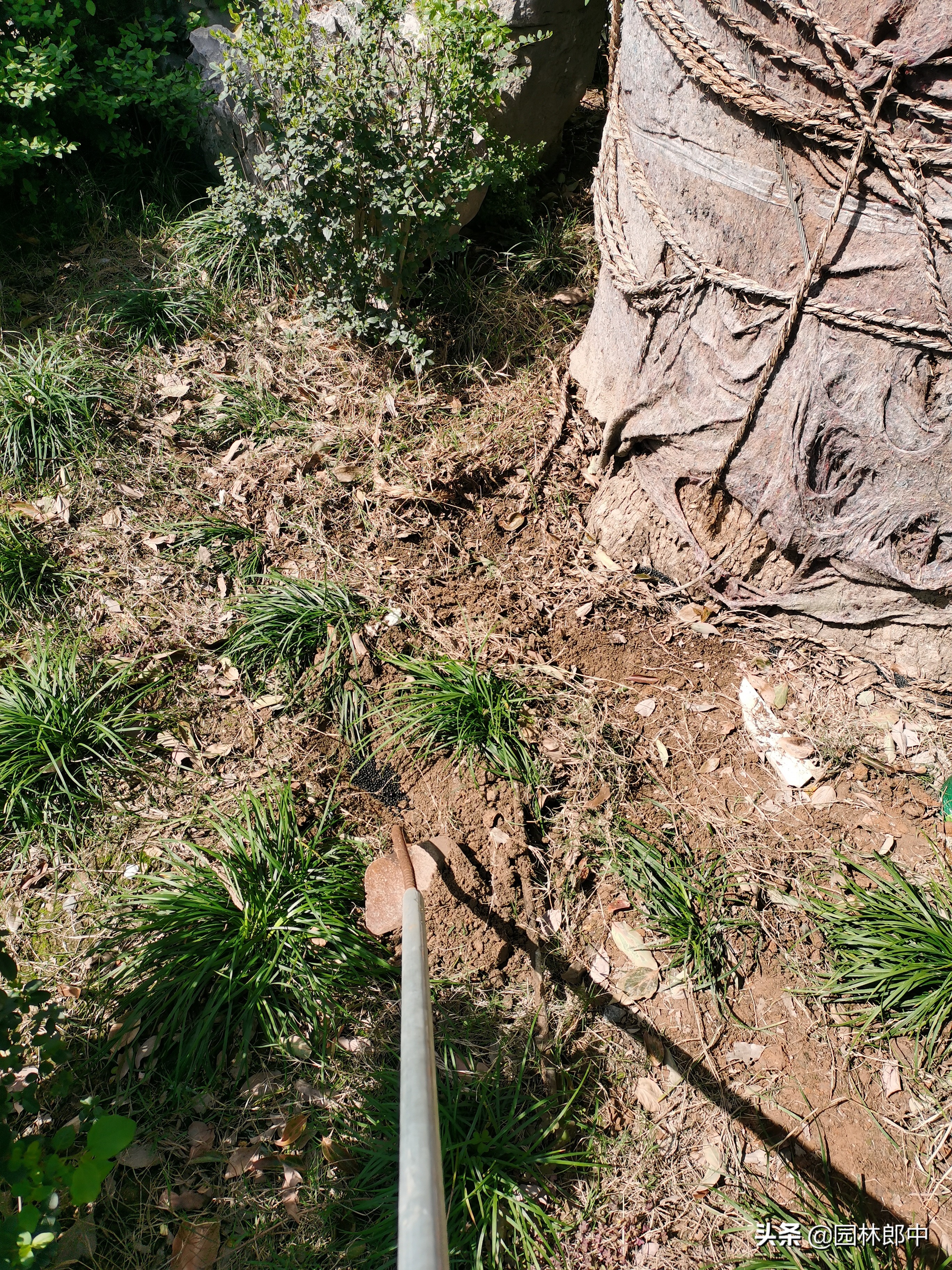 苗木冻伤了怎么补救,苗木霜冻了怎么补救