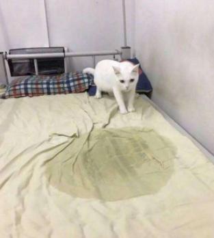 猫咪在被子上尿尿怎么纠正,猫咪报复性在地上拉屎咋办