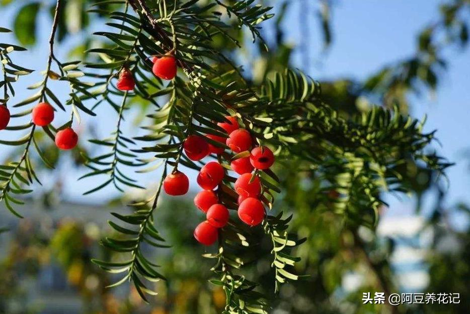 红豆杉怎么才能长得好,红豆杉的盆栽能活吗有毒吗