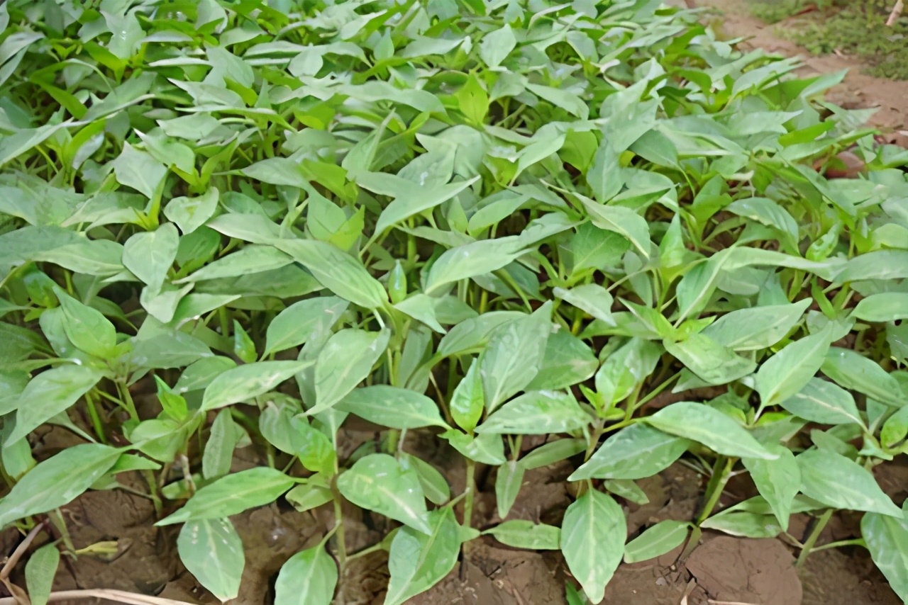 辣椒苗子烂根是什么原因,辣椒烂根死了是怎么回事