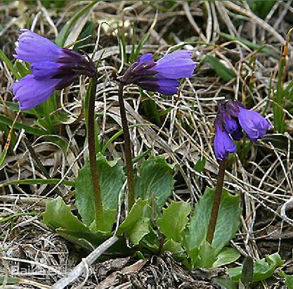 草甸报春花图片,高山草甸报春花图片