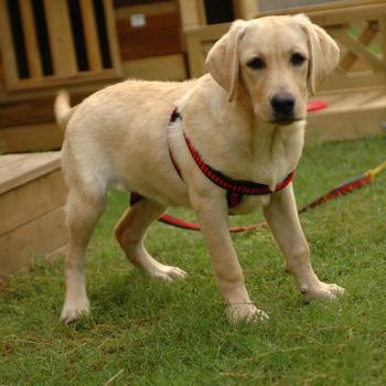 世界上一百种狗的图片,世界十种名贵狗