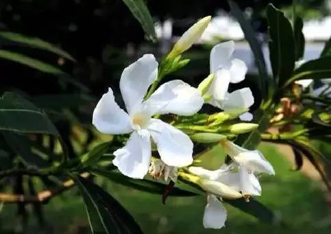 各国国花展示视频,各国国旗国徽国花