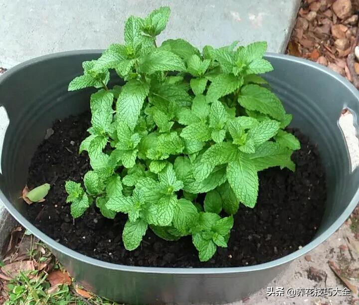 薄荷水培扦插什么时间最好,水培薄荷枝条疯长要不要剪了