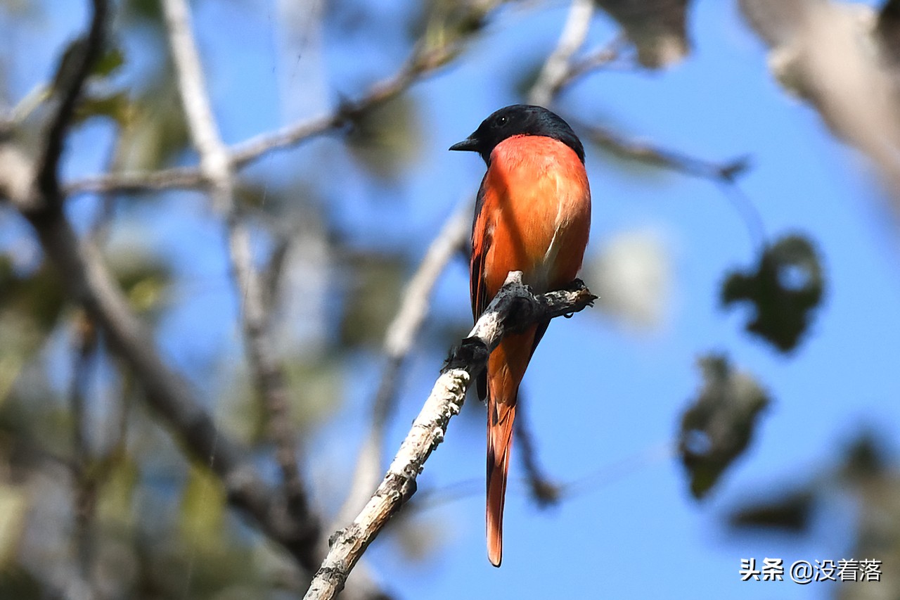 「10.13」北京沙河观鸟日记：收获长尾山椒鸟与中华攀雀