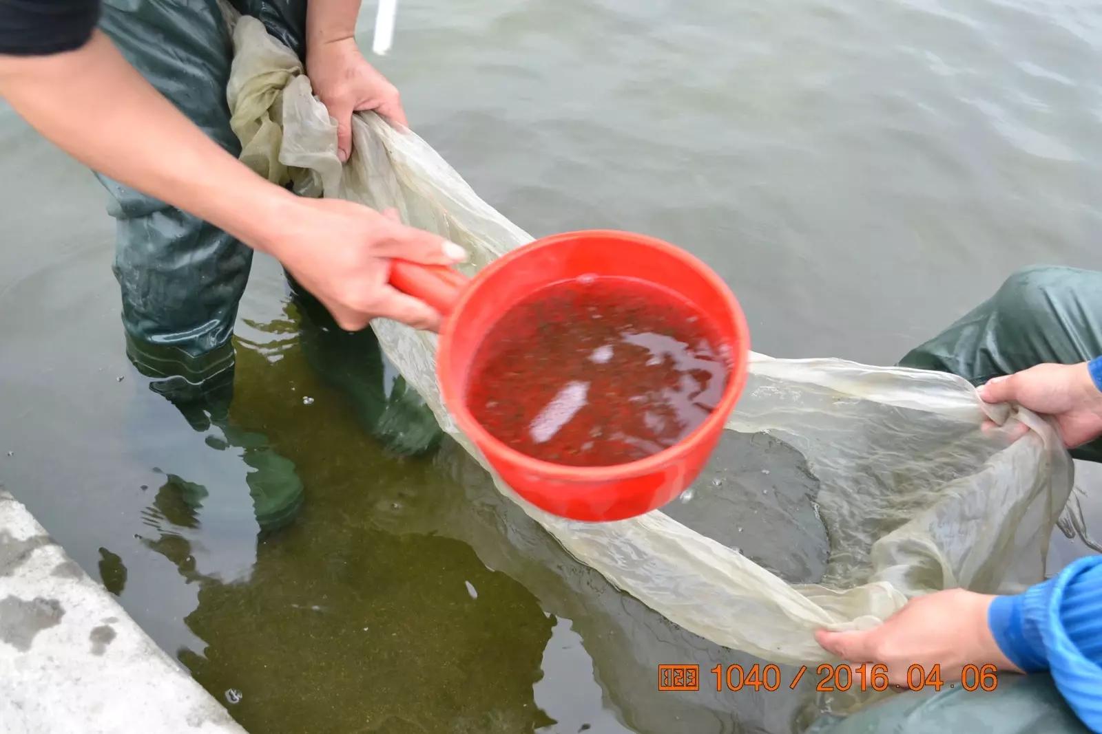 锦鲤池养殖方法图解,锦鲤繁殖全过程纪录片