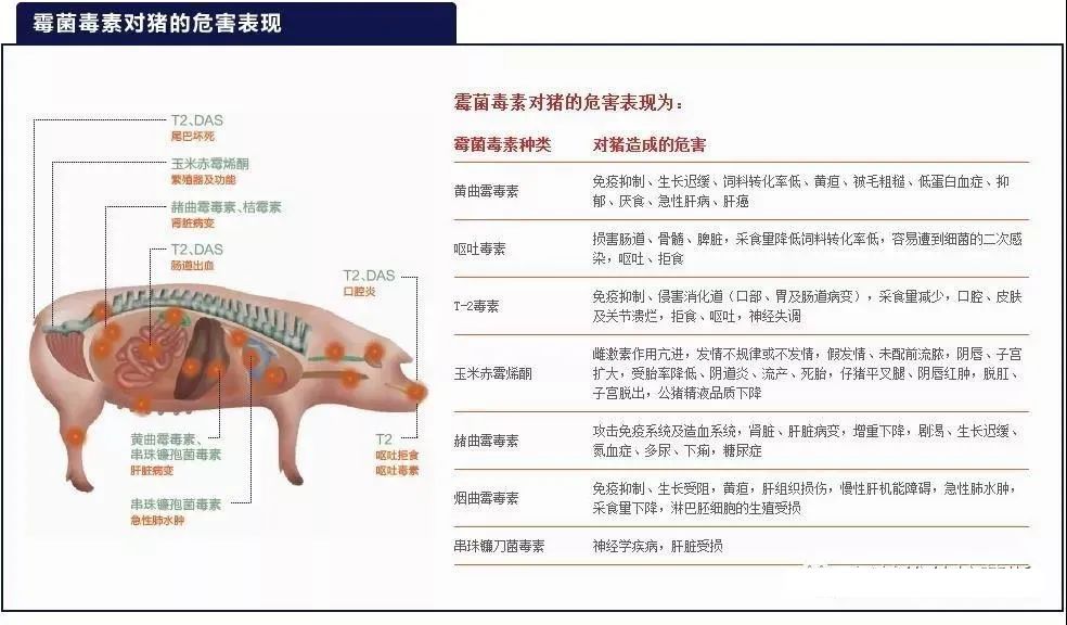 夏季来临，谨防霉菌毒素对母猪的危害？