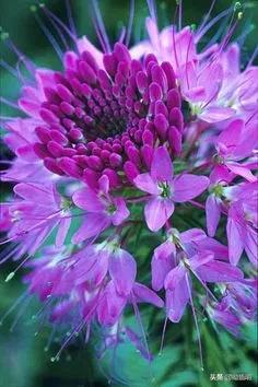 十种稀有长寿花,80个长寿花品种全都美极了