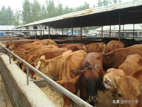 农村养牛有什么好项目,羊和养牛哪个效率高