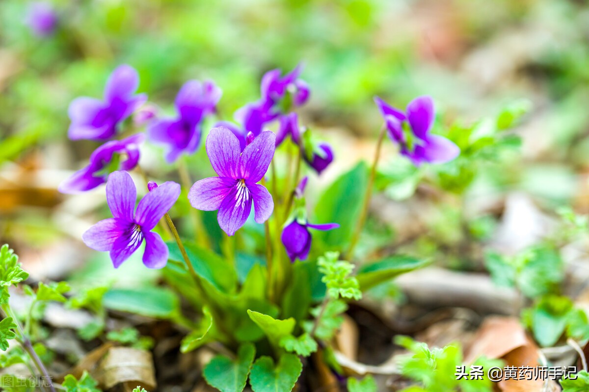泡毒蛇的祛风中药,治疗十种毒蛇咬伤的应急草药图片