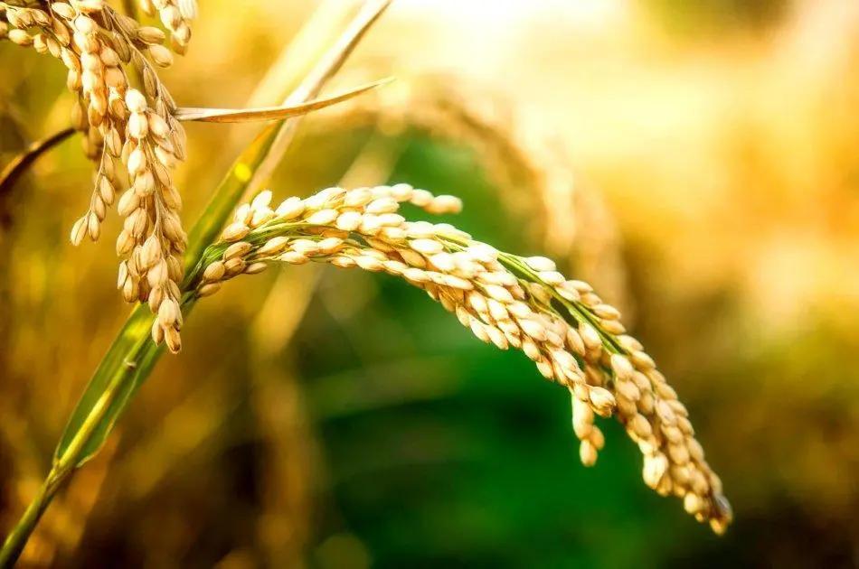 评价米饭好吃怎么说,对米饭赞美与批评的对比