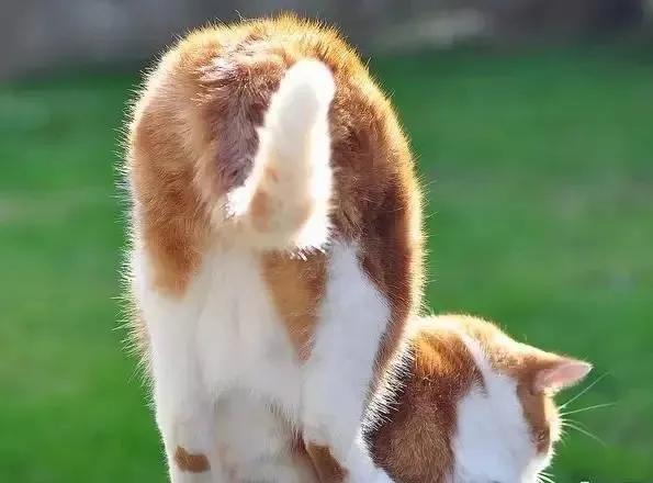 这么可爱的猫咪居然有脚臭,猫咪放屁好臭为什么