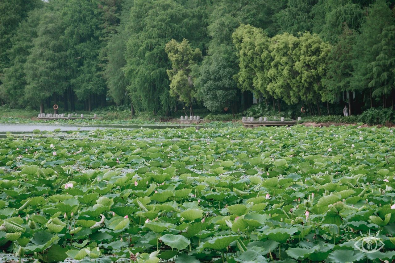 深圳洪湖公园7月18号还有荷花吗,深圳洪湖公园现在有荷花开吗