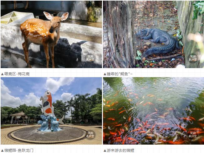 世界花卉大观园遛娃好去处,大观园遛娃攻略