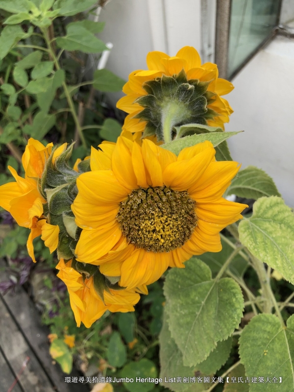 第1632回：金龟村被时光眷顾，坪头岭让田心山围