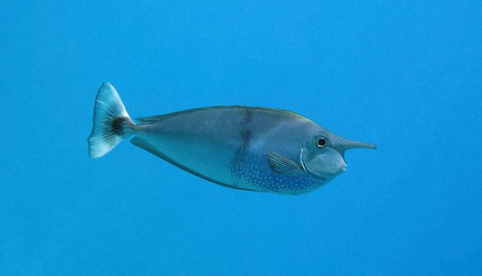 十大最好看的观赏鱼图片大全,十种最漂亮的观赏鱼图片
