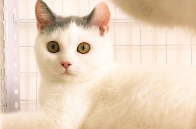 英国短毛猫的种类特别多,哪种是你的心头爱?最爱橘色“金胖子”