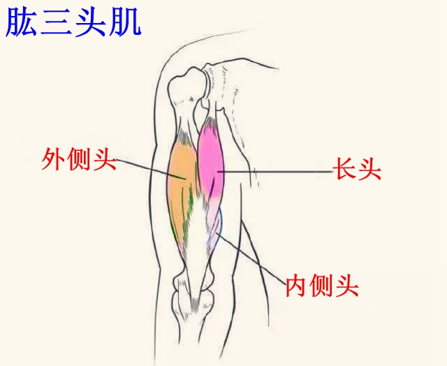 肱三头肌力量不够怎么练,肱三头肌特别弱怎么练