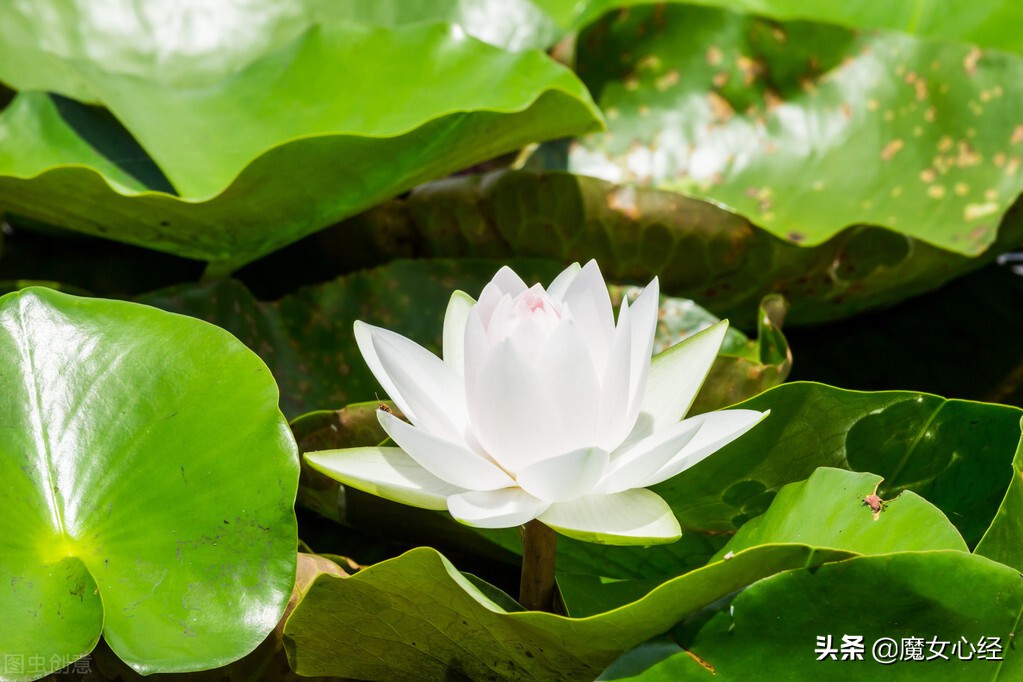 olay抗糖小白瓶空瓶怎么买,olay抗糖小白瓶新瓶装是满的吗