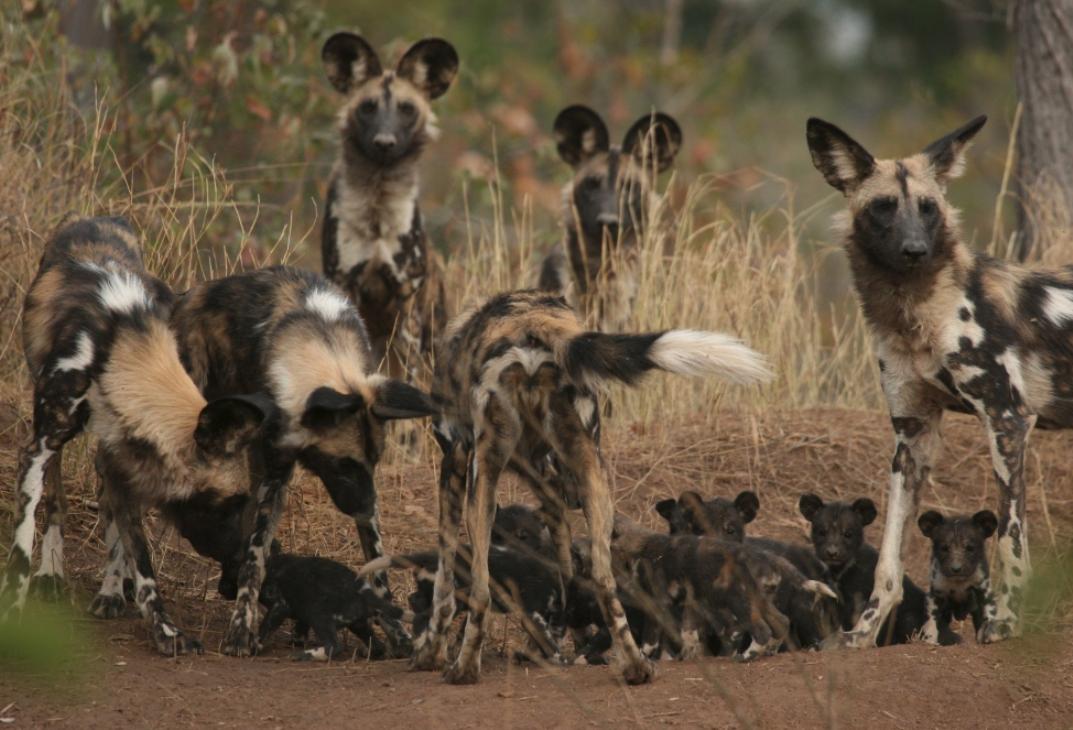 顶级捕猎者狩猎场面,狼群捕猎瞬间