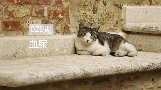 家猫得了尿闭症,家里的猫尿血吃什么药