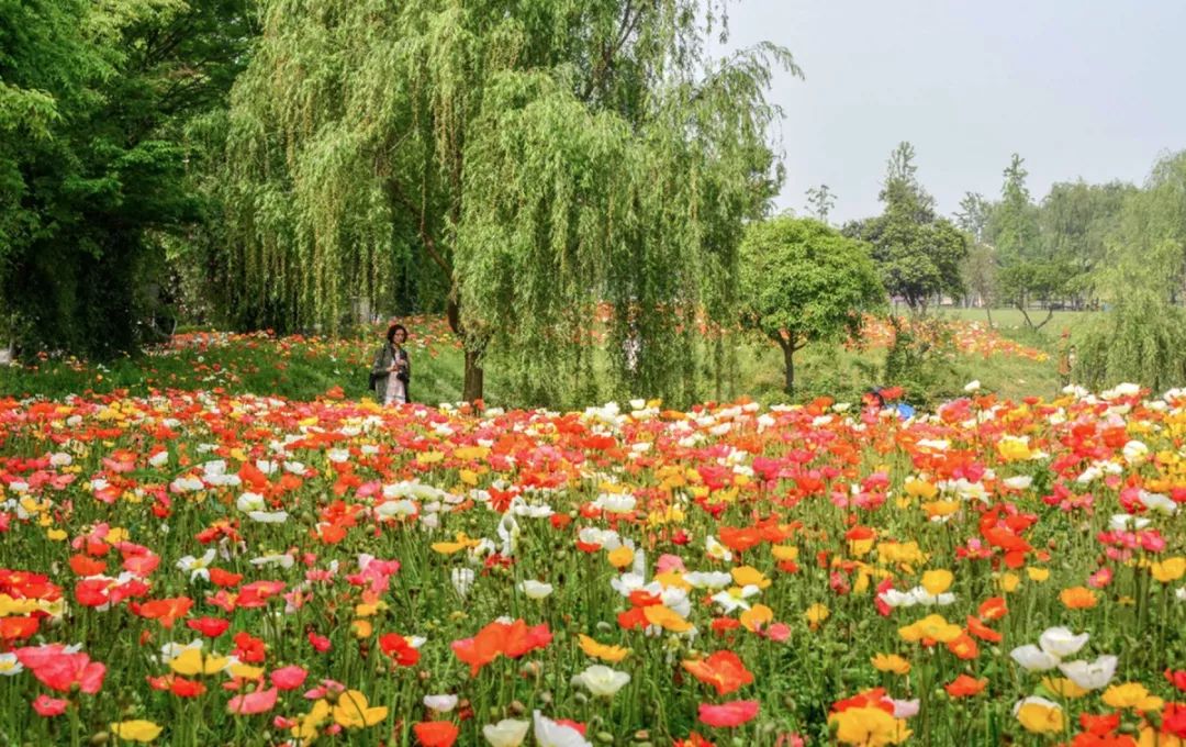 鹅湖玫瑰园花期,鹅湖玫瑰园美篇