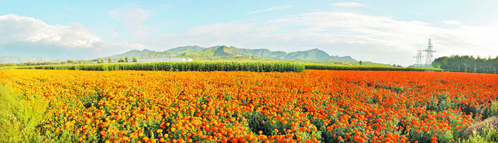 庆丰收感党恩山东各地丰收节活动,庆丰收感党恩宴席背景图片