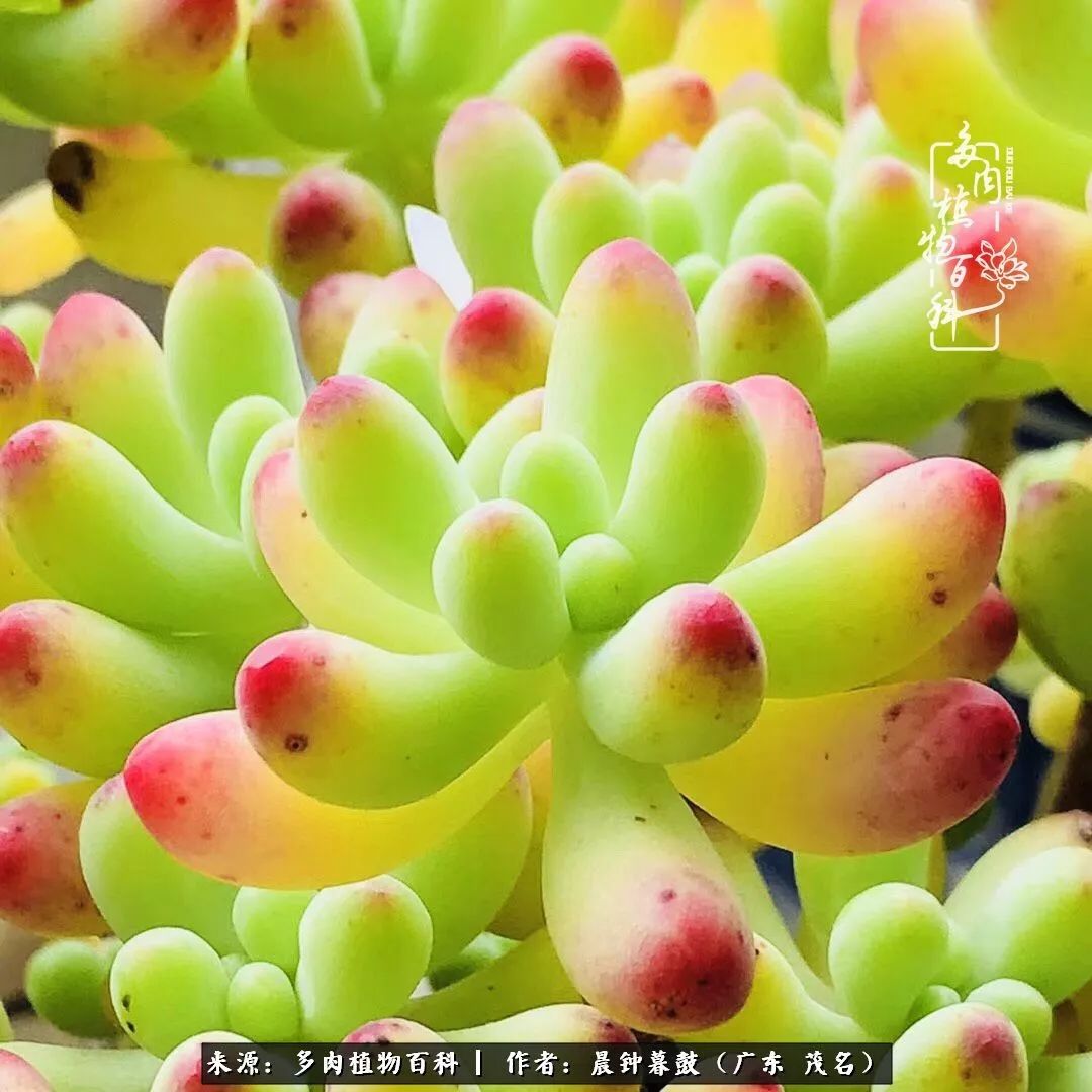 轻轻地告诉你，我的多肉也曾美过，不信你看看