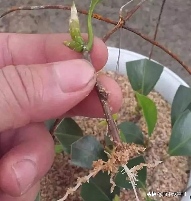 米兰盆栽几月份移栽好看,盆栽米兰开花4要素