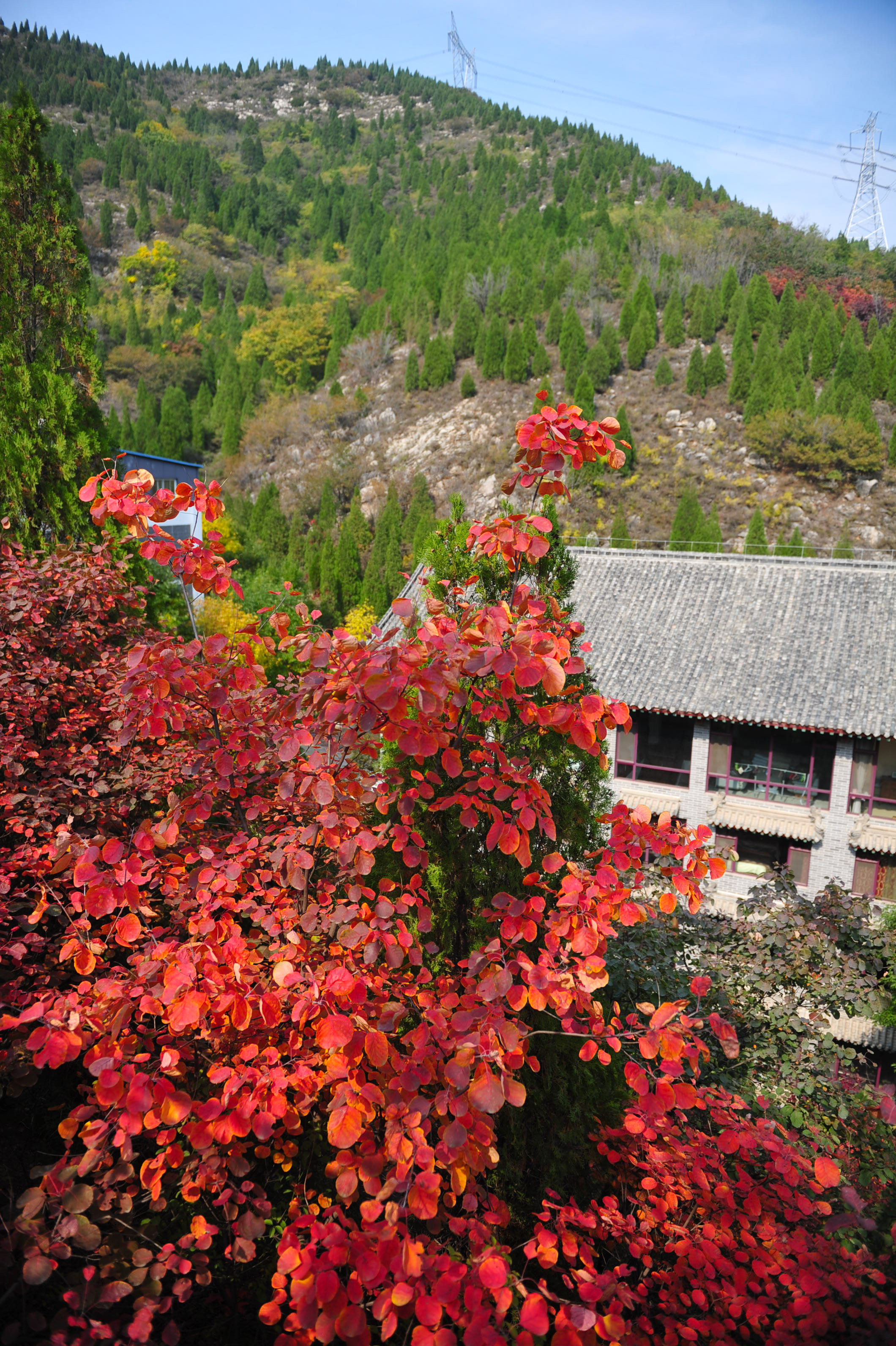 木叶动秋声完整视频,木叶动秋