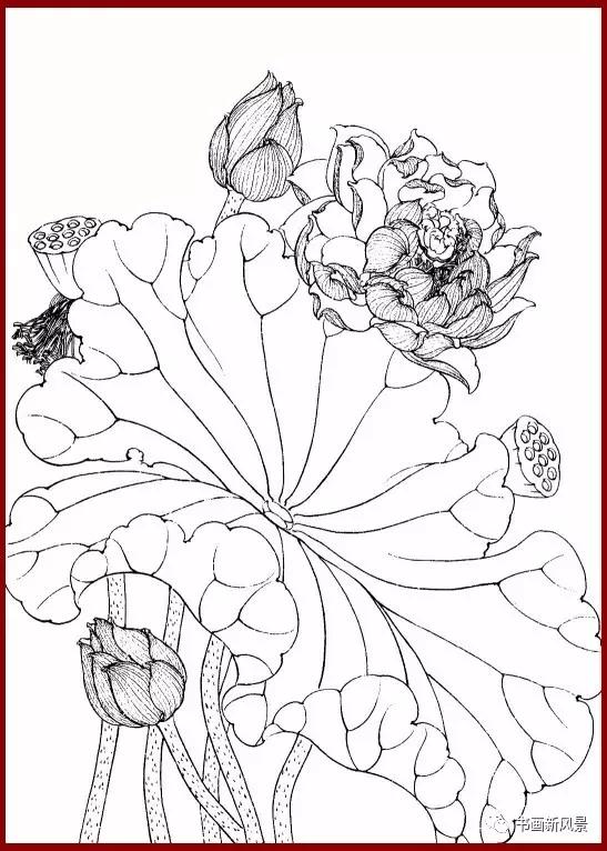 工笔白描简单荷花视频教程,工笔荷花的各种形态白描稿