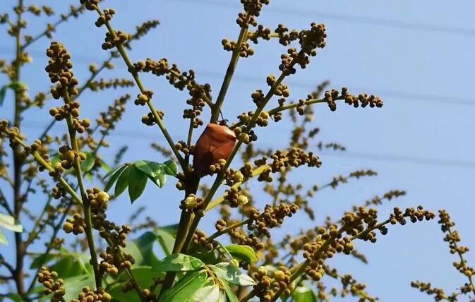 臭屁虫卖到450元一斤,臭屁虫能卖多少一斤