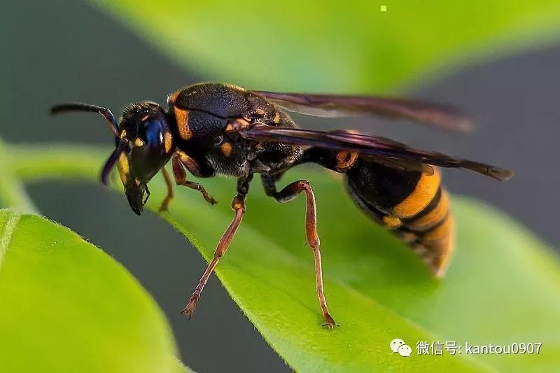 刚收的蜜蜂防逃方法,刚收回来的蜜蜂如何预防飞逃