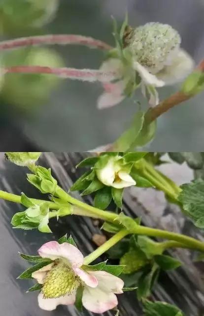 如何有效防治草莓黑星病,草莓白粉病如何预防和治疗