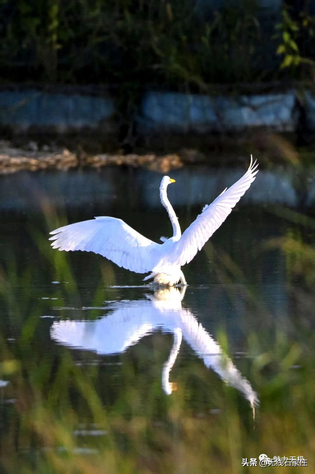 澶х編鏃犳瀬楂樻竻鐩存挱,澶х編鏃犳瀬
