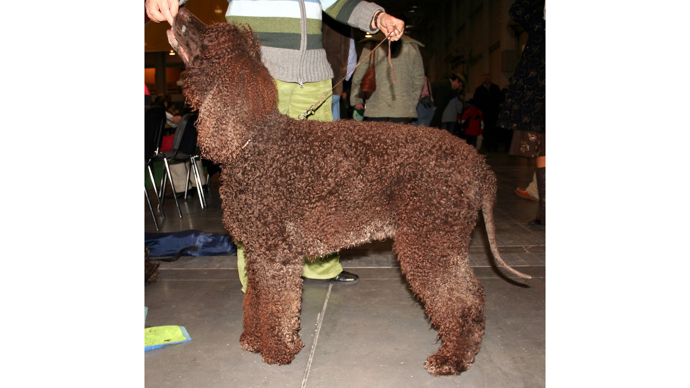 狗狗16种过敏原,16种狗品种