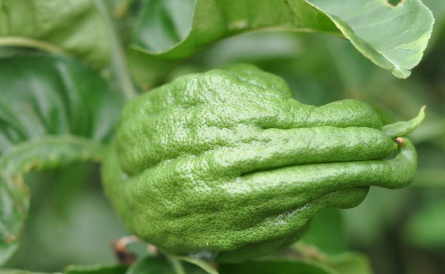 什么样的品种的佛手瓜最好吃,高产的佛手瓜