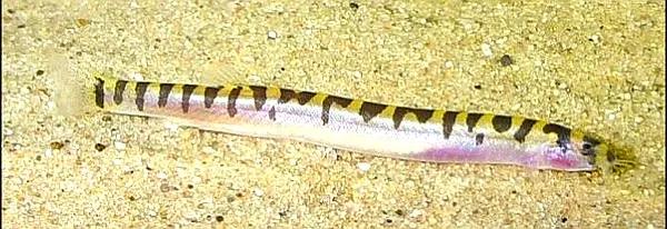 野生泥鳅品种图片大全大图,最大的泥鳅图片大全