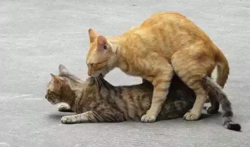 猫咪的繁殖障碍（不孕不育）表现在哪些地方？该怎么办？