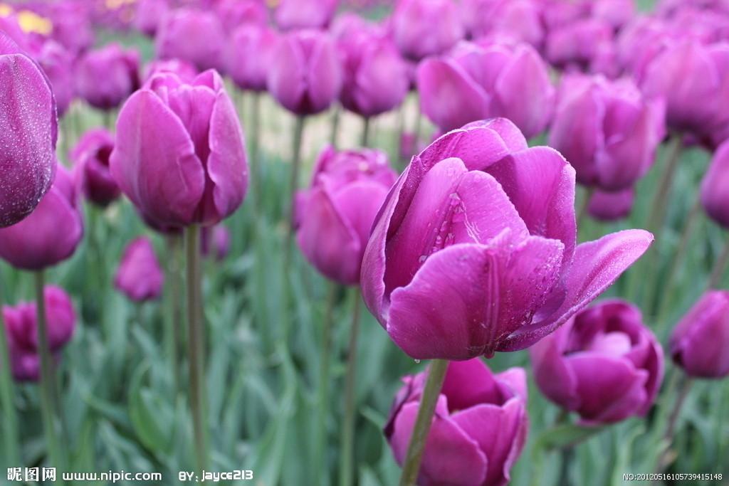 用郁金香表白语录,关于郁金香表白的浪漫句子