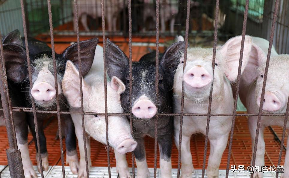这才是农村最有前景的养殖项目,东北适合养殖什么不愁销路投资少