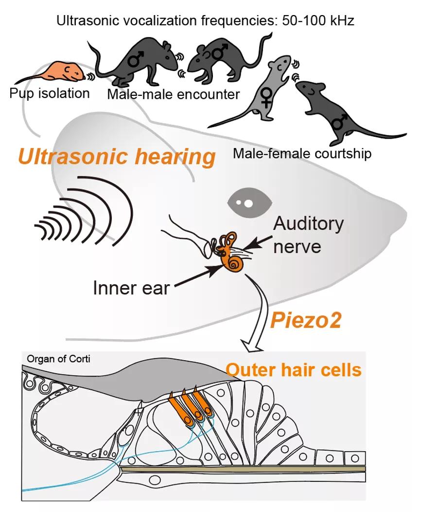 脑科学存在的问题,脑科学日报图谱大全