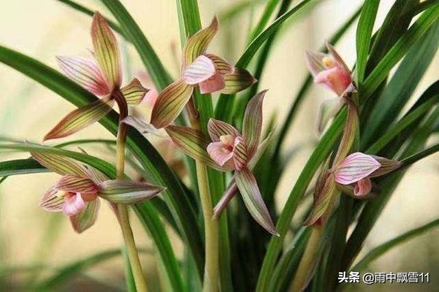 兰花怎么养才能茂盛开花,兰花怎么养才能旺盛开花多