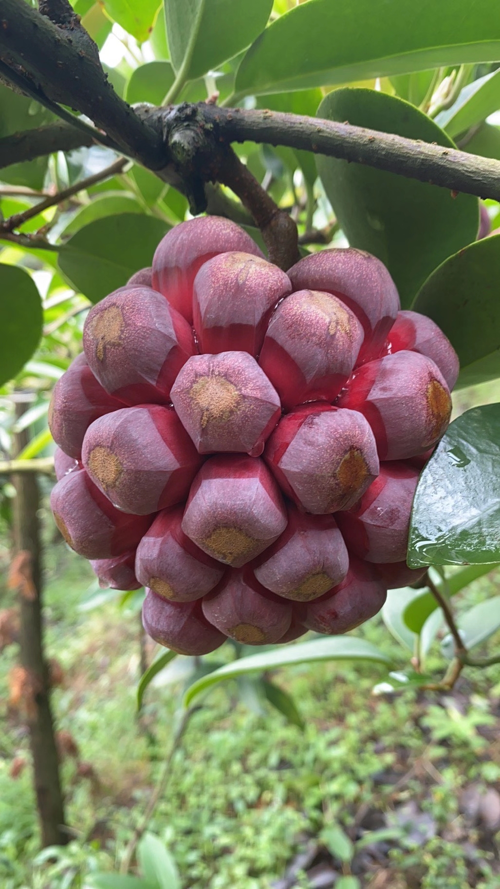 吃起来像葡萄又不是葡萄的水果,和葡萄似的特别甜的水果