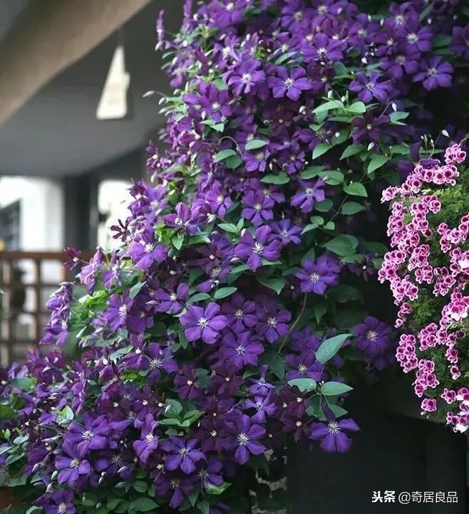 四季开花的庭院爬藤,庭院爬藤花期长哪种最好