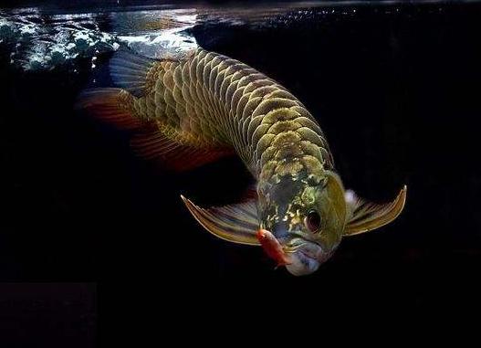 饲料鱼直接养鱼缸确实不太合适，吃多少放多少还是唯一宗旨