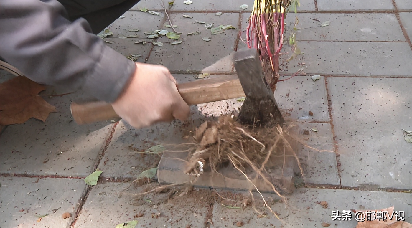 老式扫帚手工,老手艺扎扫帚