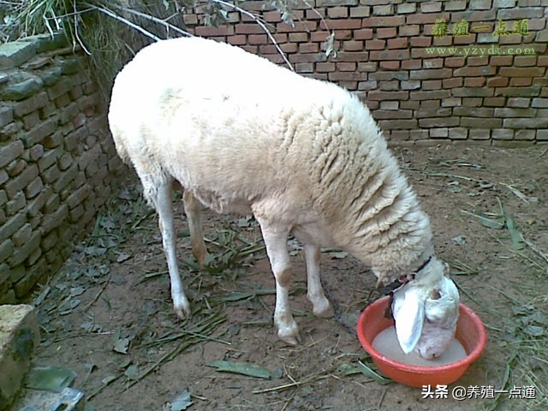 羊不进食是什么原因,羊不吃东西不反刍怎么回事