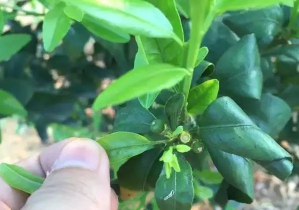 柑橘保果的关键,选对调节剂,选择合适叶面肥